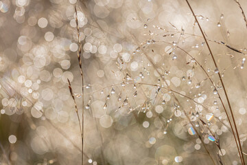 Dry grass covered with dew at sunrise. Solar
  glare. Selected focus