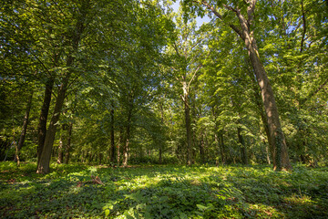 Fototapeta na wymiar Panorama of a green forest of deciduous trees with the sun casting its rays of light through the foliage. Beautiful green forest, relaxing, tranquil nature scenery, green forest landscape