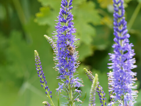 Eine Biene, die vom Nektar einer Langbl&auml;ttriger Ehrenpreis Blume (Veronica longifolia) angezogen wird