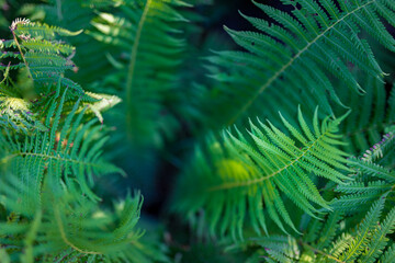 Beautiful ferns leaves green foliage natural floral fern background in sunlight. Beautiful ferns leaves green foliage. Abstract nature macro, natural floral fern background in sunlight with green blur
