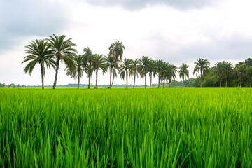 Some date palm trees standing in the green paddy field in Jessore, Bangladesh.