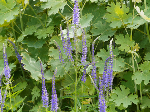 Veronica longifolia | Langbl&auml;ttriger Ehrenpreis oder Langbl&auml;ttriger Blauweiderich mit blaue Bl&uuml;te oder Blaulila trichterf&ouml;rmig