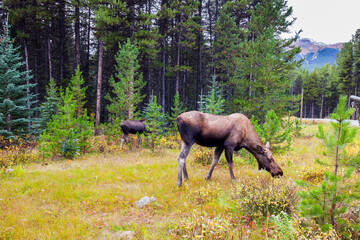 Fototapeta premium Elks graze at the edge of the forest
