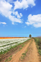 Fototapeta na wymiar Rural road between the flower fields