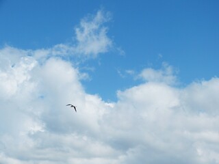 Flying bird in the cloudy blue sky. Bird flies in the heavenly white clouds. Impressive summer cloudscape. Freedom flight in heaven. Sunny summer day. Peaceful image.