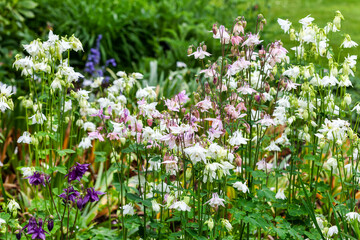 Aquilegia vulgaris 'Munstead White' a springtime summer pink white flower which is a spring...