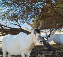 Curved horned antelope Addax (Addax nasomaculatus) was introduced from Sahara desert and well adopted in nature reserves of the Middle East 