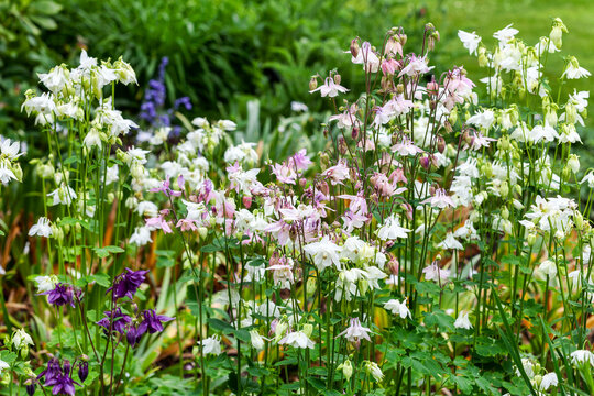 Aquilegia vulgaris 'Munstead White' a springtime summer pink white flower which is a spring herbaceous perennial plant commonly known as columbine stock photo image