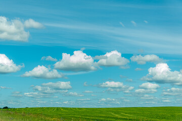 Obraz na płótnie Canvas Blue sky in the middle of summer with a cereal field