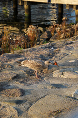 Eine M&ouml;we dabei einen Krebs zu essen