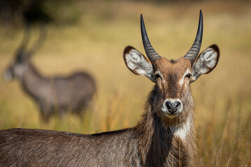 Portrait of a young water buck looking at camera in Khwai River in Botswana