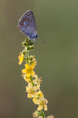 Polyommatus icarus - diurnal butterfly in the summer dew on the flower awaits dawn 