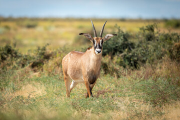 Naklejka na ściany i meble Roan antelope standing in green bush in Savuti in Botswana