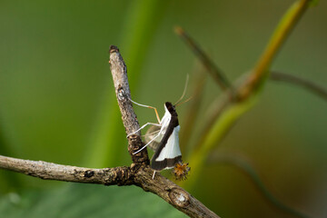 Borboleta