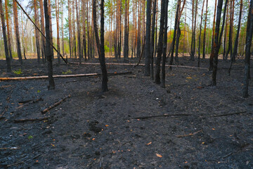 Burned trees in the forest after a big fire are cut down to plant new ones. Ecological catastrophy.