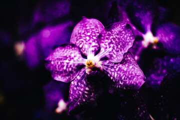 Beautiful purple orchid flowers Phalaenopsis blossoming close up.
