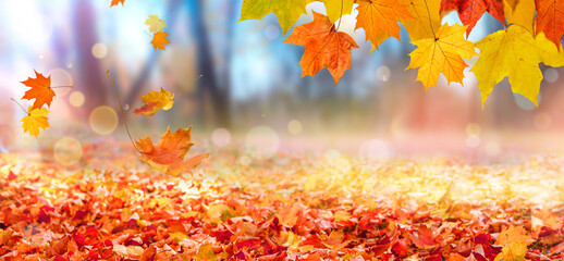 Falling maple leaves in city park. Beautiful autumn landscape - obrazy, fototapety, plakaty