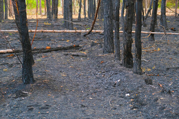 Burned trees in the forest after a big fire are cut down to plant new ones. Ecological catastrophy.