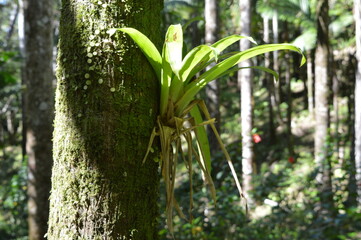 The nature, town life and graffiti street art around Puerto Plata in the Dominican Republic in the Caribbean