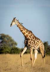 Vertical portrait of an adult male giraffe walking with ox peckers in Botswana