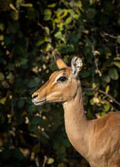 Vertical portrait of a female impala standing alert in Savuti in Botswana