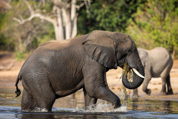 Elephant walking out of water eating grass in Chobe River in Botswana
