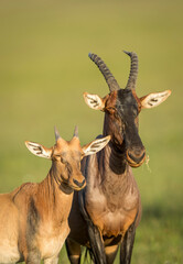Baby topi antelope and its mother in Masai Mara in Kenya