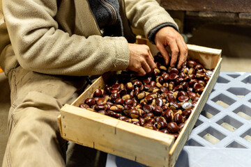 Récolte des châtaignes en Ardèche