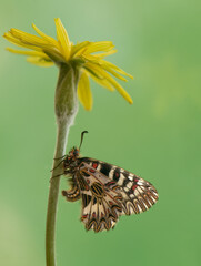 Zerynthia Polyxena butterfly summer morning in the meadow on a dandelion flower