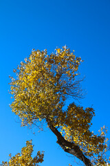 Autumn in the Zion National Park, Utah, USA