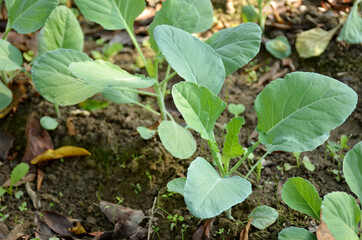 the ripe green cabbage plant seedlings in the garden.