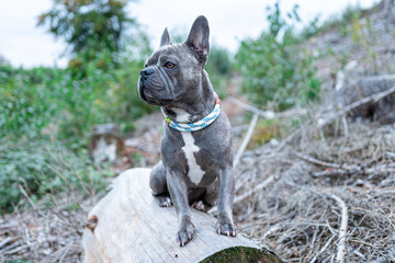 Cute French Bulldog on a clearing in the forest