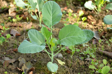 the ripe green cabbage plant seedlings in the garden.