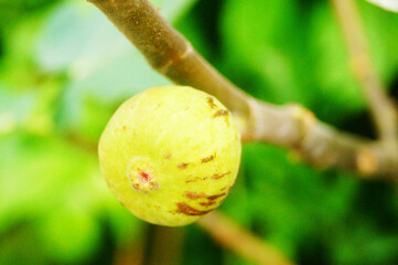 Figs hang on the branches