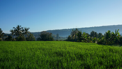 Obraz premium landscape with trees and mountains