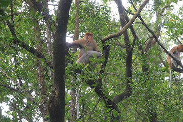 Fototapeta premium Proboscis monkeys are long-nosed monkeys with reddish brown hair and are one of two species in the genus Nasalis. Proboscis monkeys are endemic to the island of Borneo which is famous for its mangrove