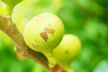 Figs hang on the branches