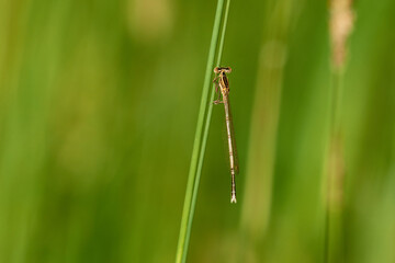 Blaue Federlibelle (Platycnemis pennipes) Männchen	
