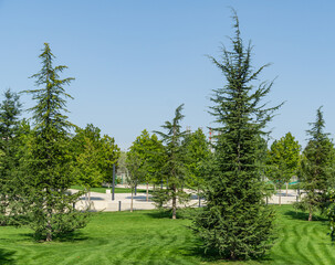 Beautiful young Lebanon Cedar trees (Cedrus libani) on lush green lawn in public landscape city Park Krasnodar or Galitsky Park in sunny autumn 2020