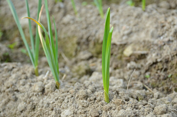 bunch the green ripe garlic plant seedlings in the garden.