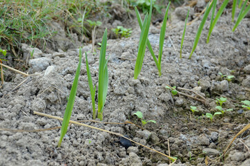 bunch the green ripe garlic plant seedlings in the garden.