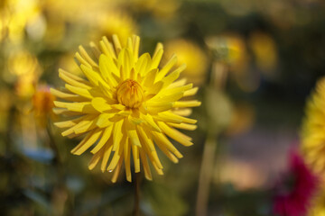 yellow dandelion flower
