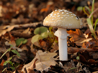 Single mushroom in autumn forest.	