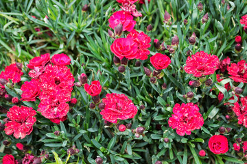 Dianthus caryophyllus, commonly known as the carnation or clove pink, is a species of Dianthus, perennial flowers.