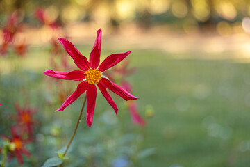 red and yellow flower