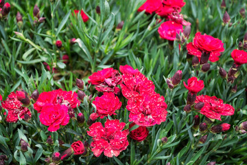 Dianthus caryophyllus, commonly known as the carnation or clove pink, is a species of Dianthus, perennial flowers.