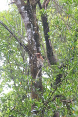 Proboscis monkeys are long-nosed monkeys with reddish brown hair and are one of two species in the genus Nasalis. Proboscis monkeys are endemic to the island of Borneo which is famous for its mangrove