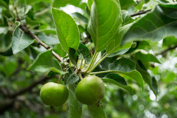 Branches with unripe apples. Apple tree. Tasty apples on a branch.