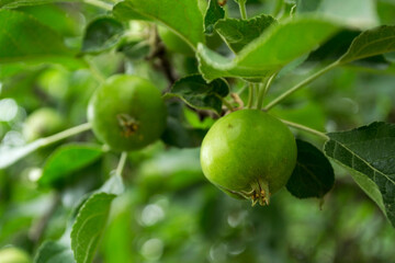 Branches with unripe apples. Apple tree. Tasty apples on a branch.