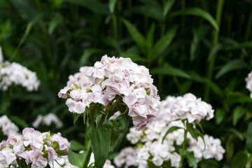 Dianthus barbatus flowers or the sweet William, perennial flower.